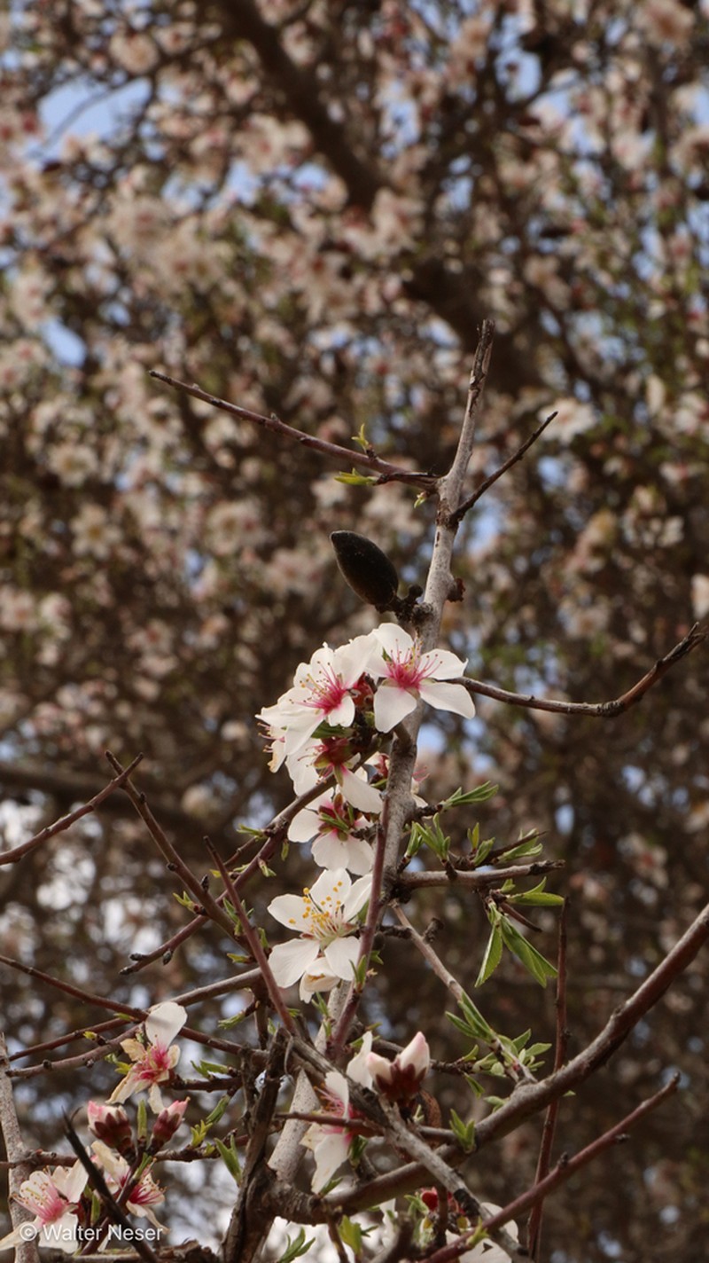Prunus ramonensis photo 7