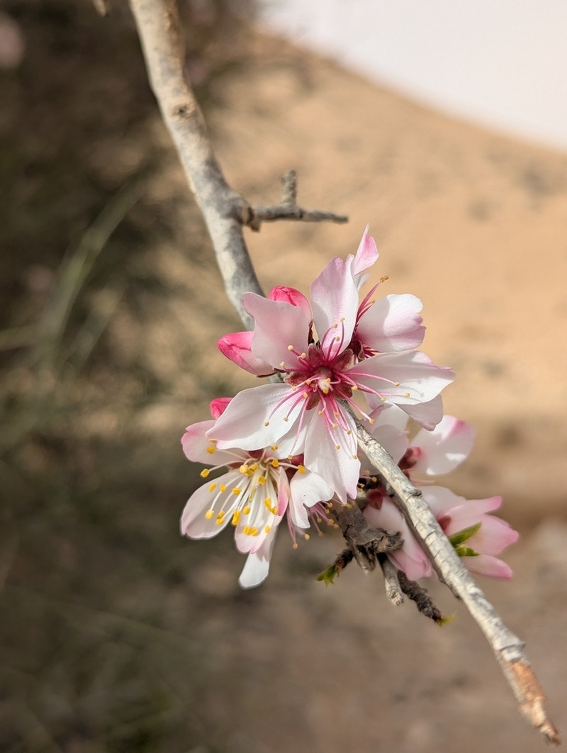 Prunus ramonensis photo 8
