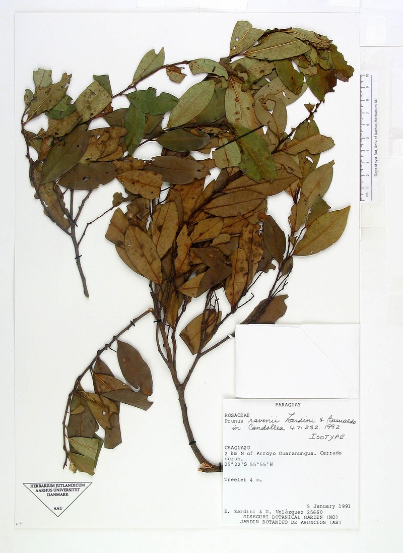 Prunus ravenii