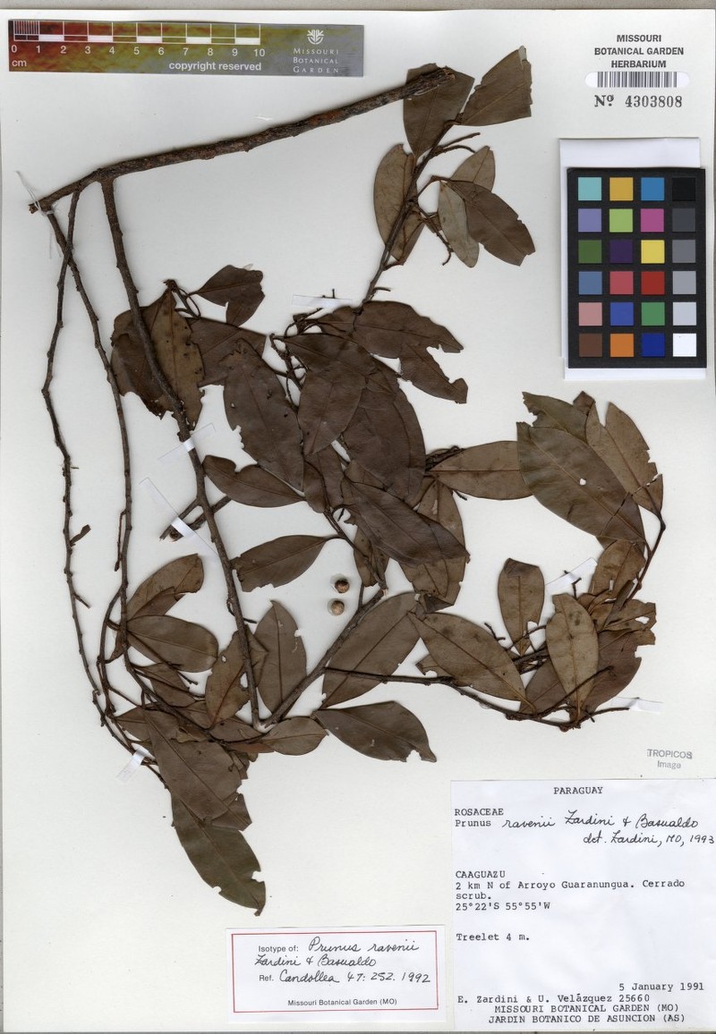 Prunus ravenii photo 2