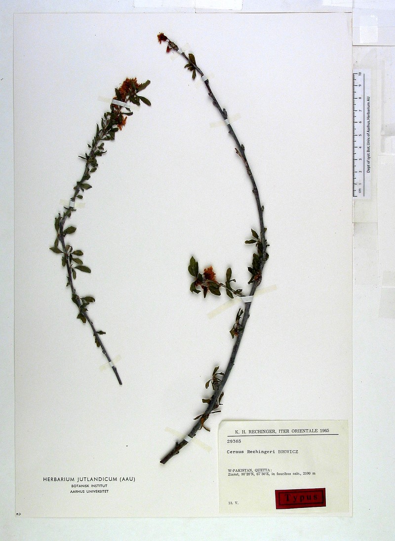 Prunus rechingeri