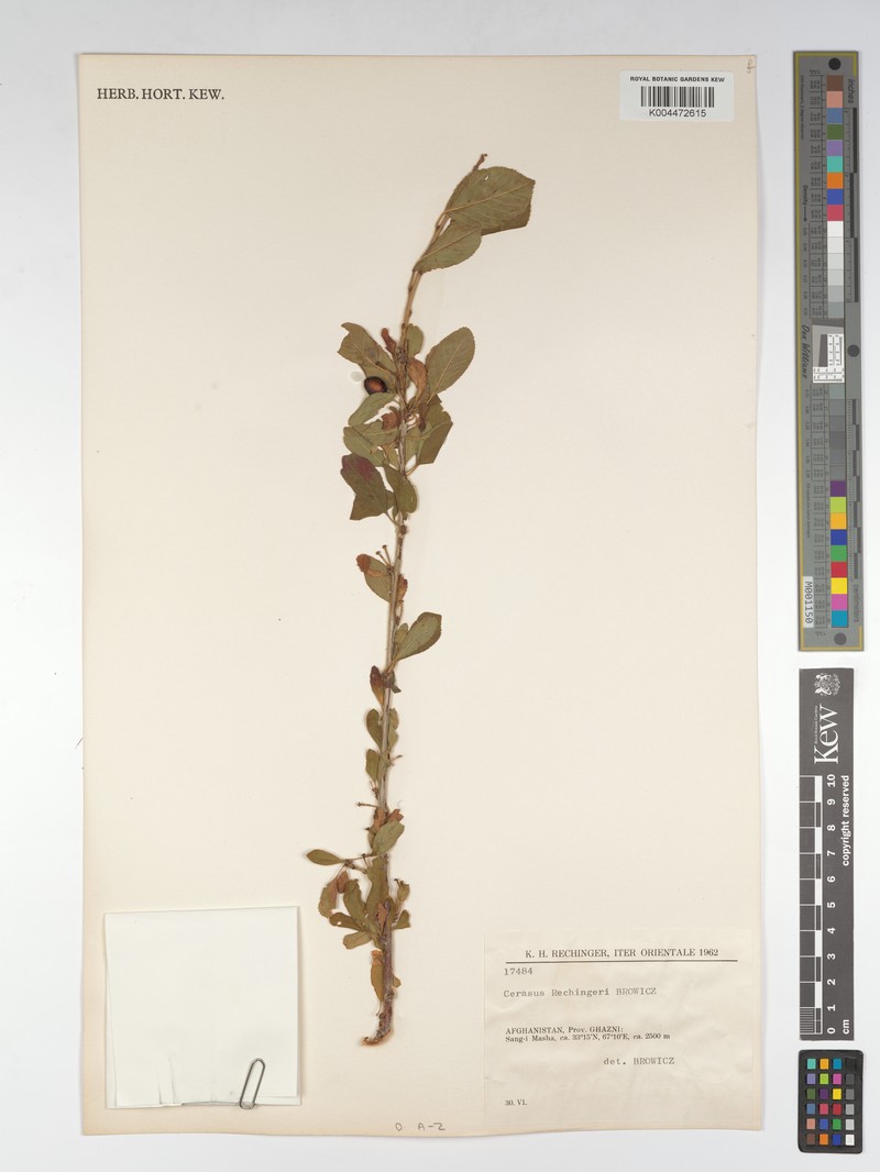 Prunus rechingeri photo 2
