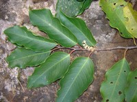 Prunus reflexa