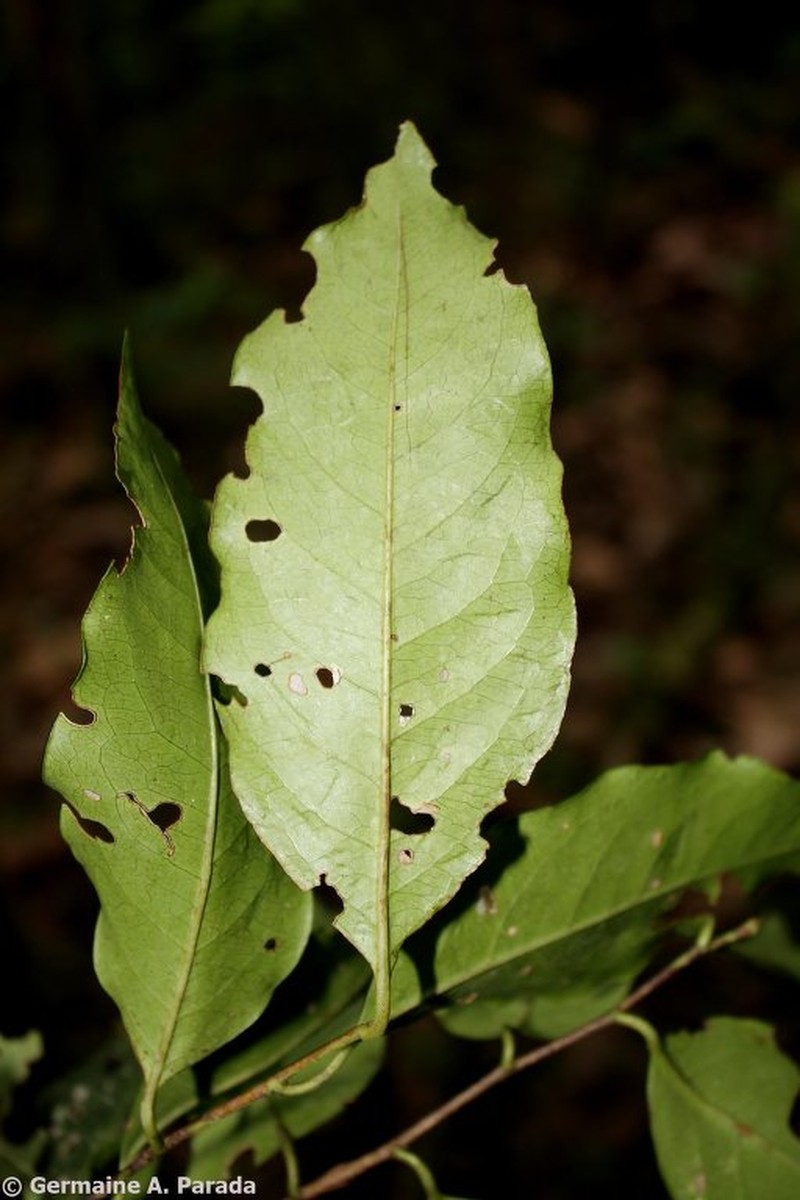 Prunus reflexa photo 4
