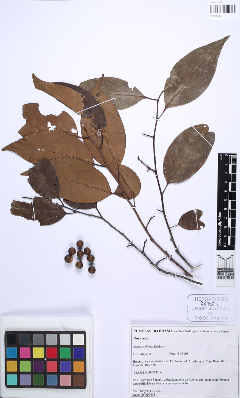 Prunus reflexa photo 5