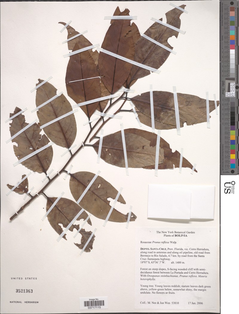 Prunus reflexa photo 6