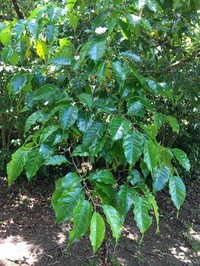 Prunus rhamnoides