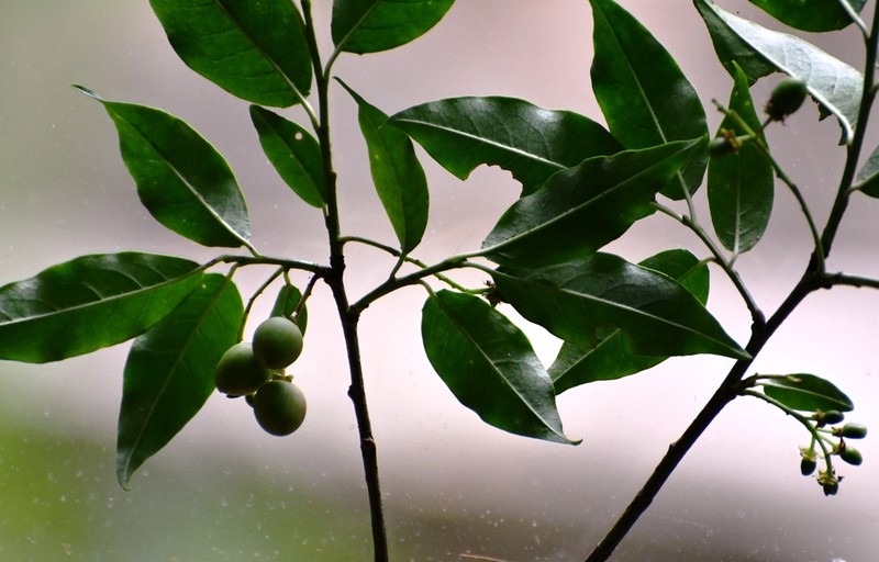 Prunus rhamnoides photo 2