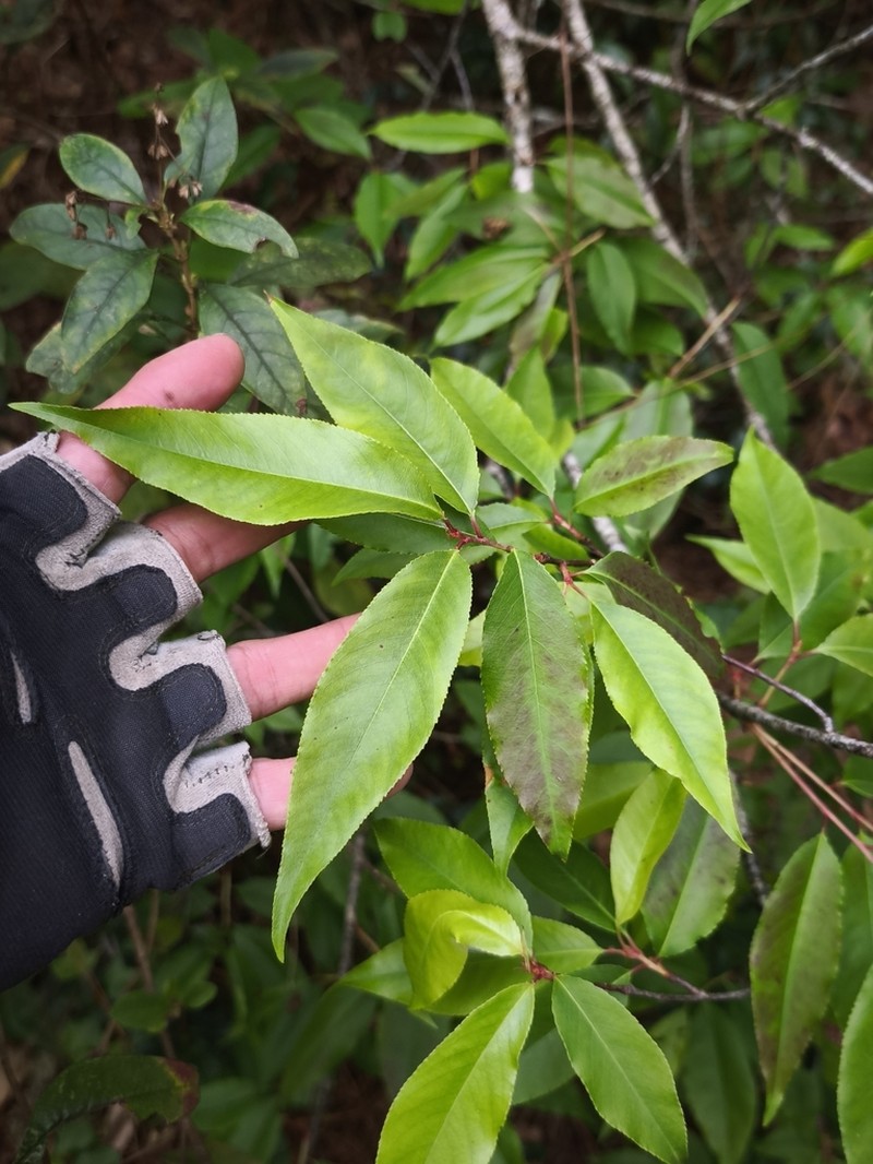 Prunus rhamnoides photo 3