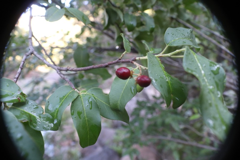 Prunus rhamnoides photo 4