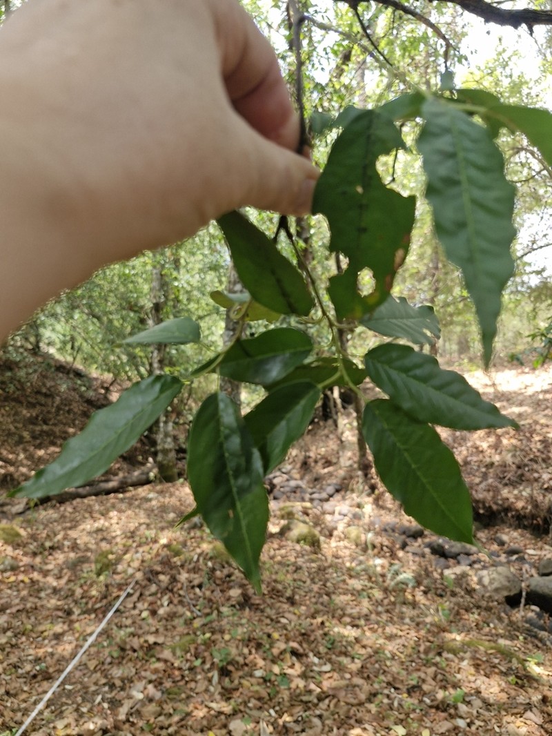 Prunus rhamnoides photo 5