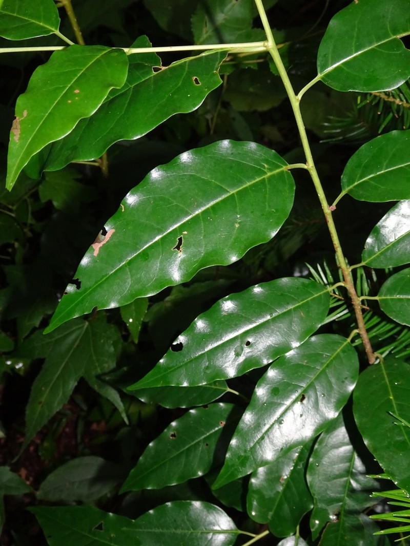Prunus rhamnoides photo 6
