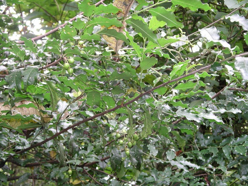 Prunus rhamnoides photo 7
