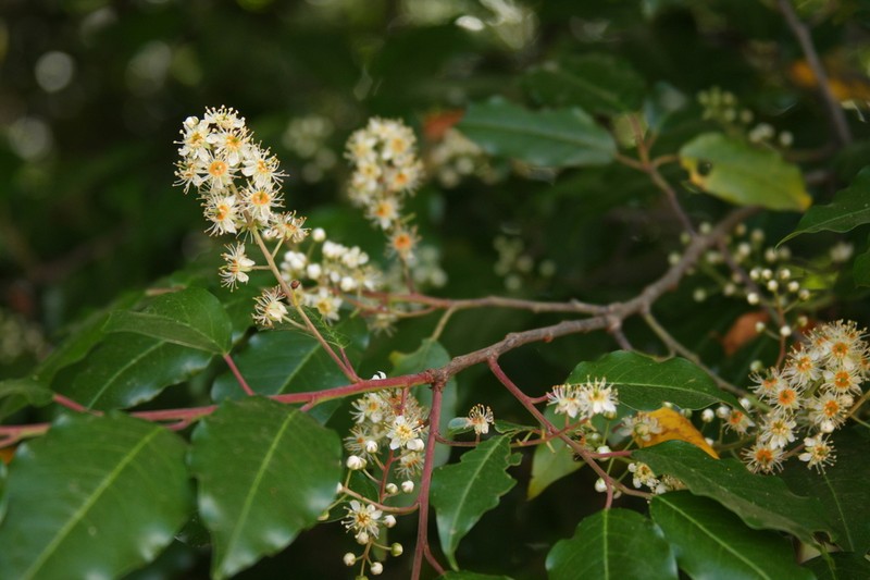 Prunus rhamnoides photo 8