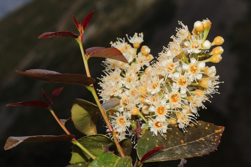 Prunus rigida