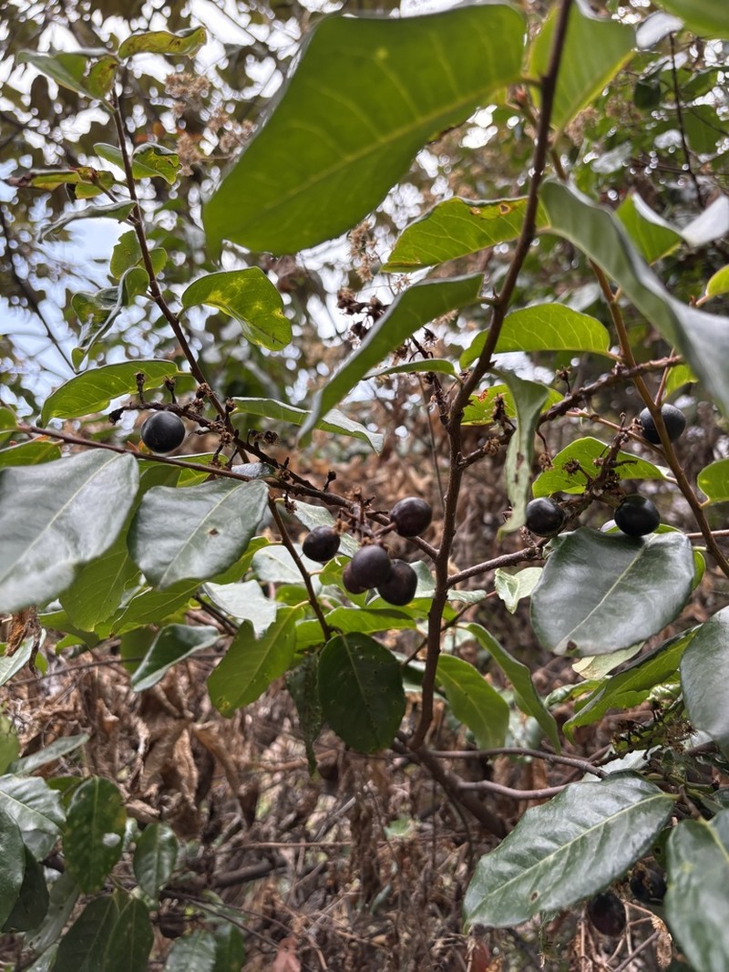 Prunus rigida photo 2