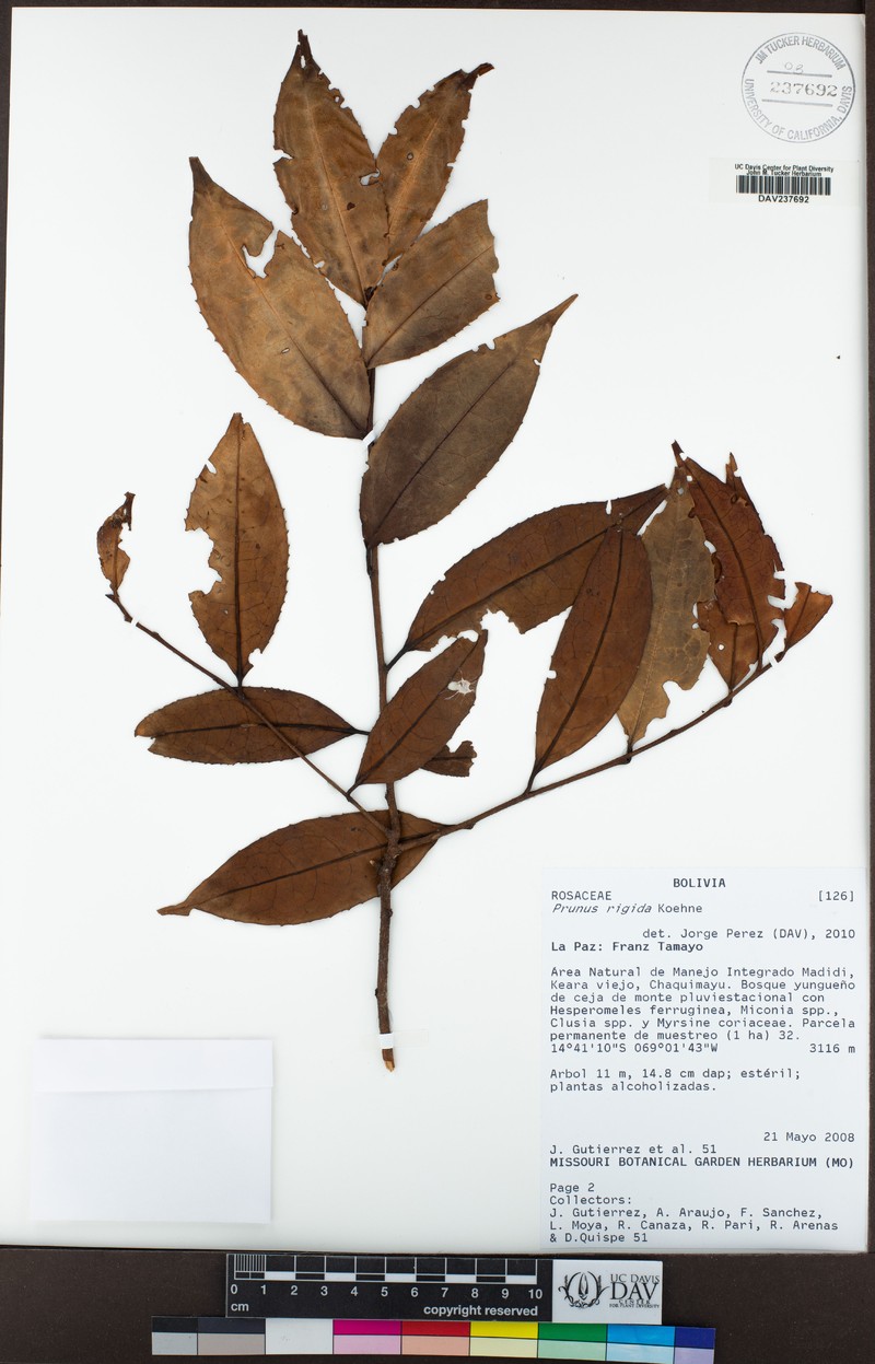Prunus rigida photo 4