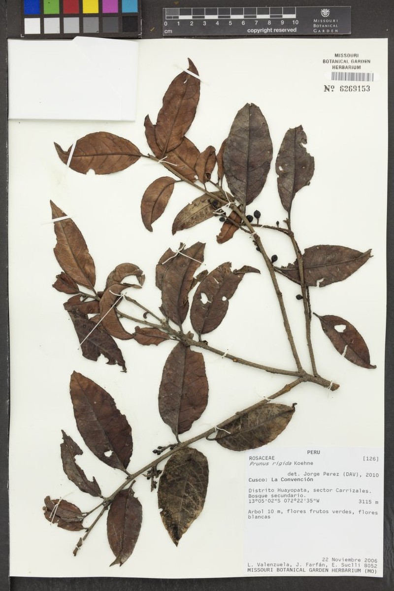 Prunus rigida photo 5