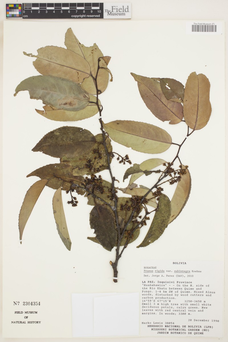 Prunus rigida var. subintegra