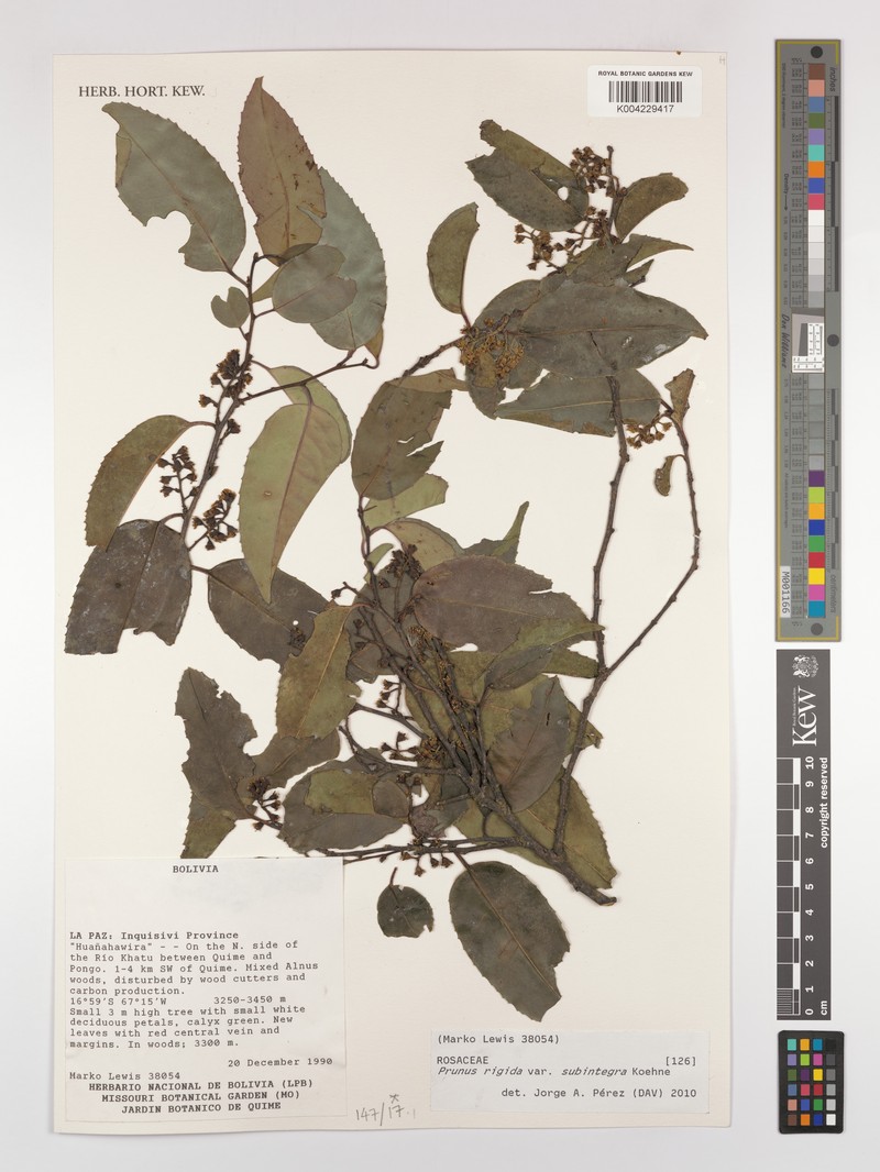 Prunus rigida var. subintegra photo 2
