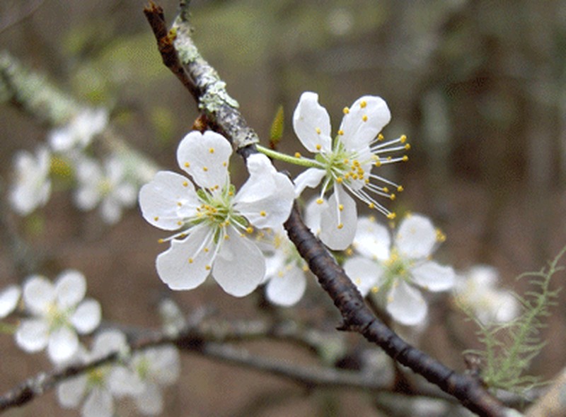 Creek Plum photo 3