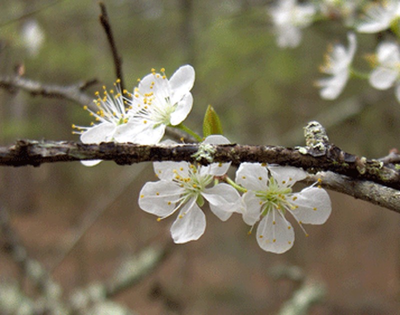 Creek Plum photo 4
