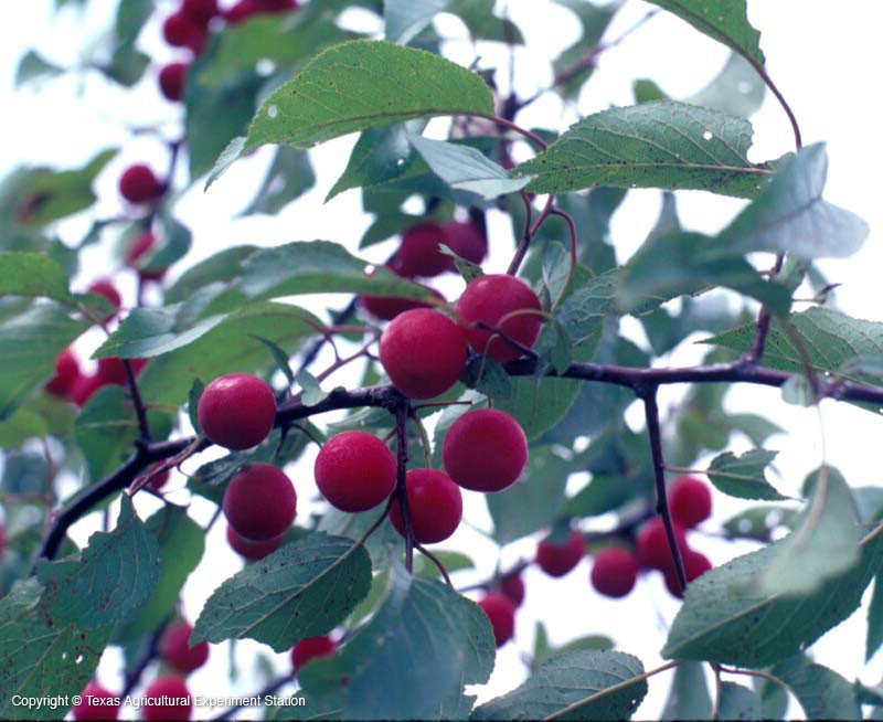 Creek Plum photo 2