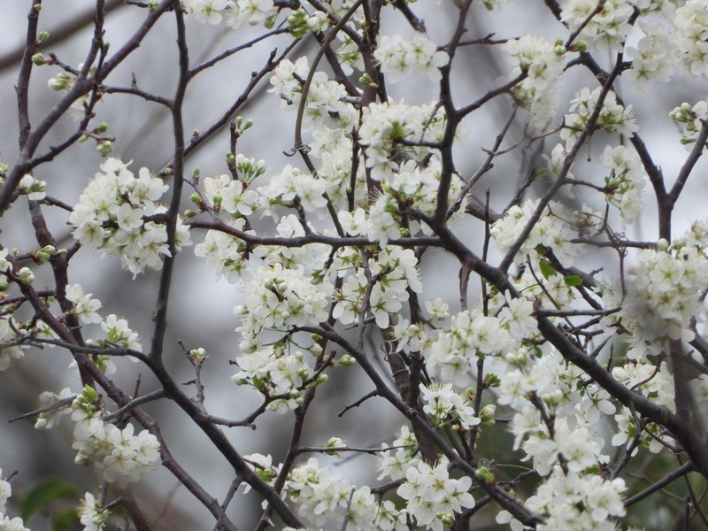 Creek Plum photo 3