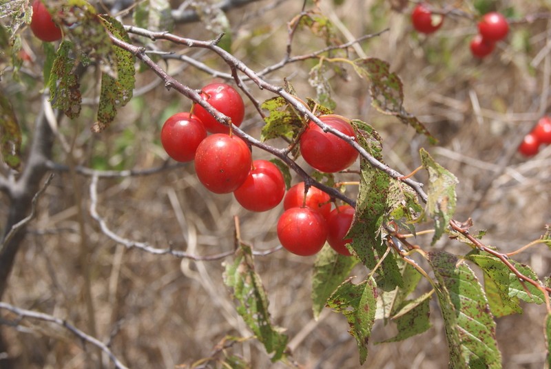 Creek Plum photo 4