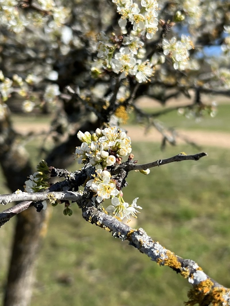 Creek Plum photo 5