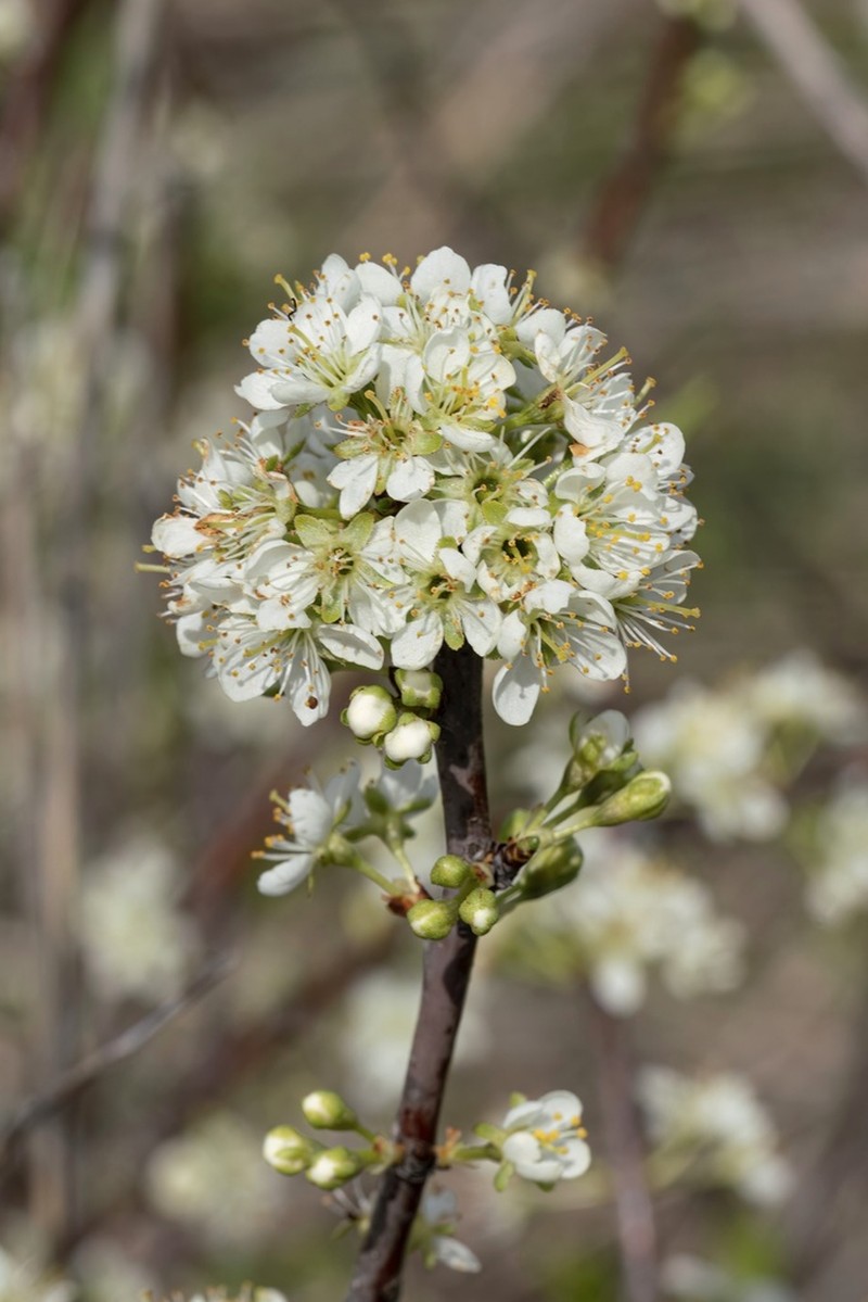 Creek Plum photo 6