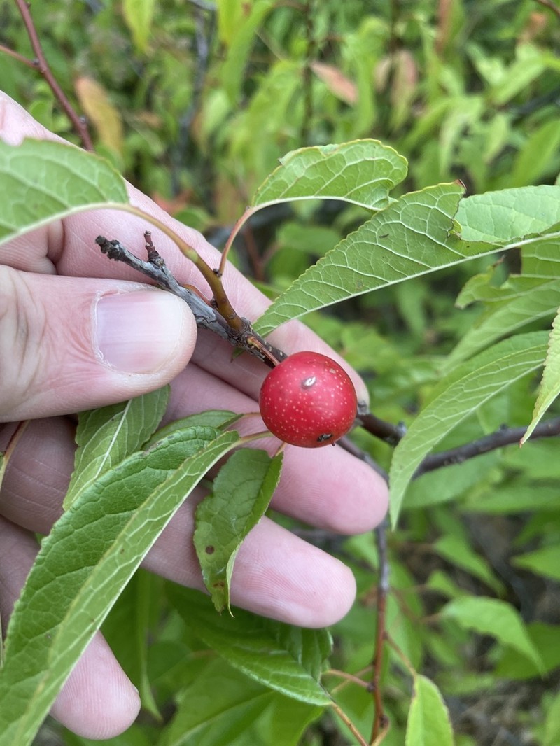 Creek Plum photo 7