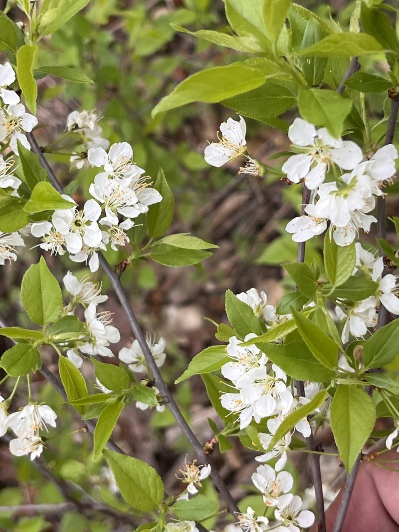 Creek Plum photo 8