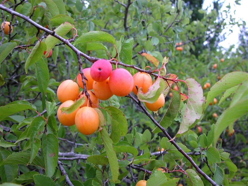 Creek Plum photo 9