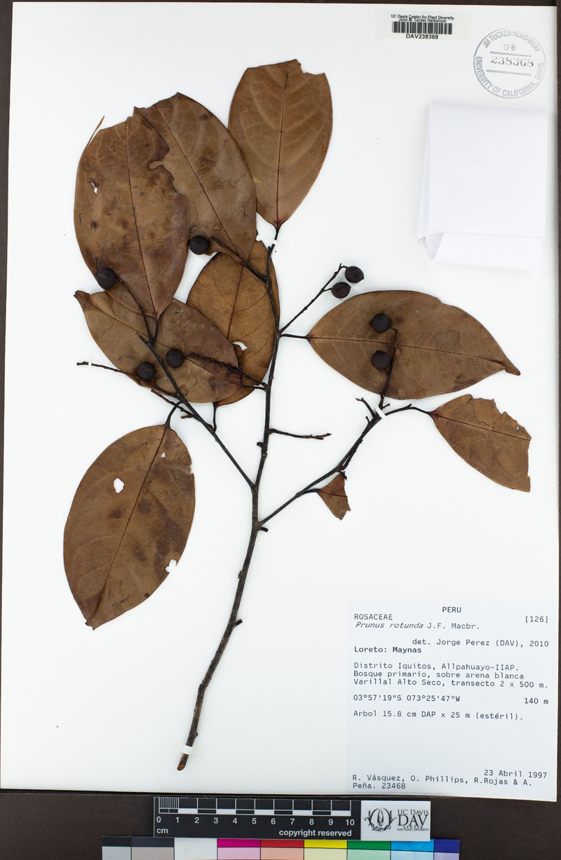 Prunus rotunda