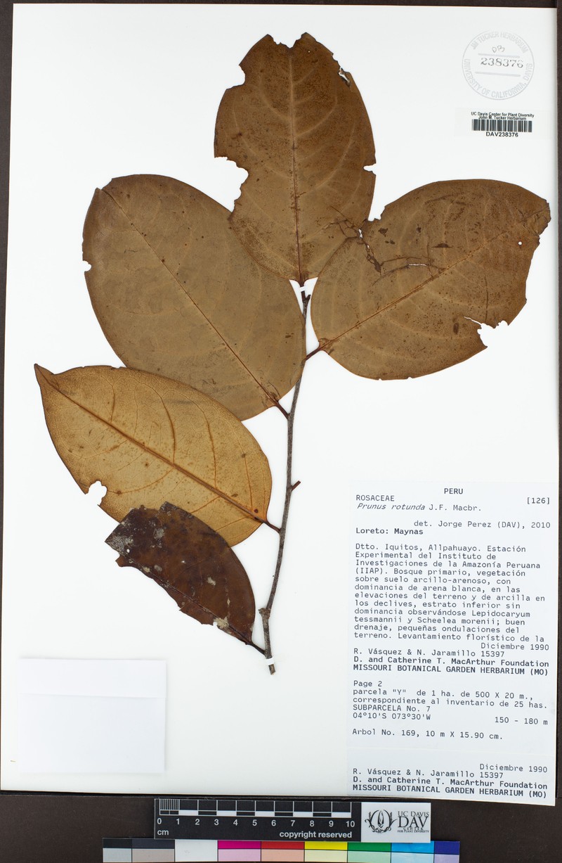Prunus rotunda photo 3