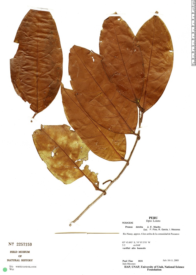 Prunus rotunda photo 4