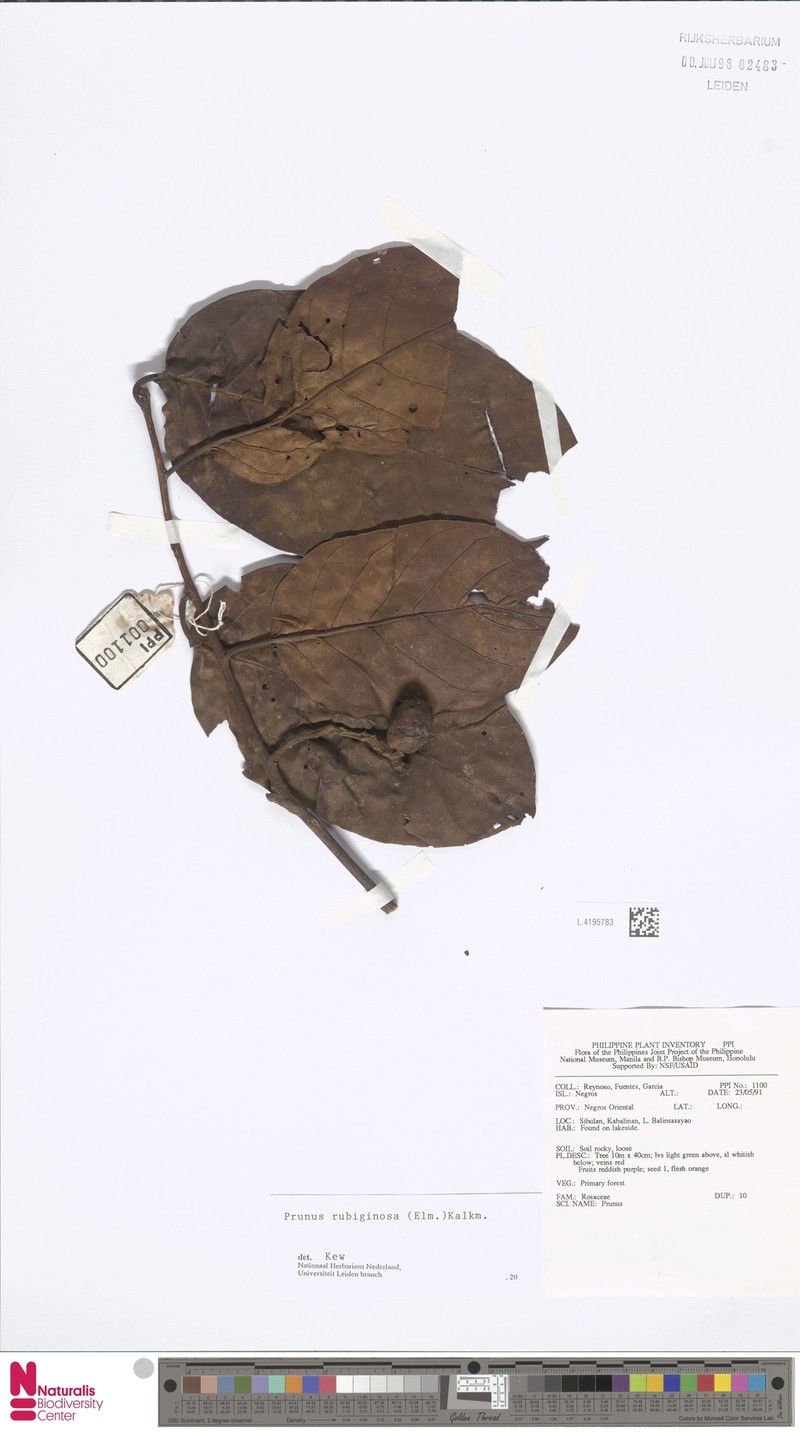 Prunus rubiginosa
