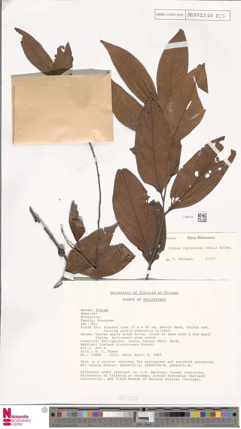 Prunus rubiginosa photo 2