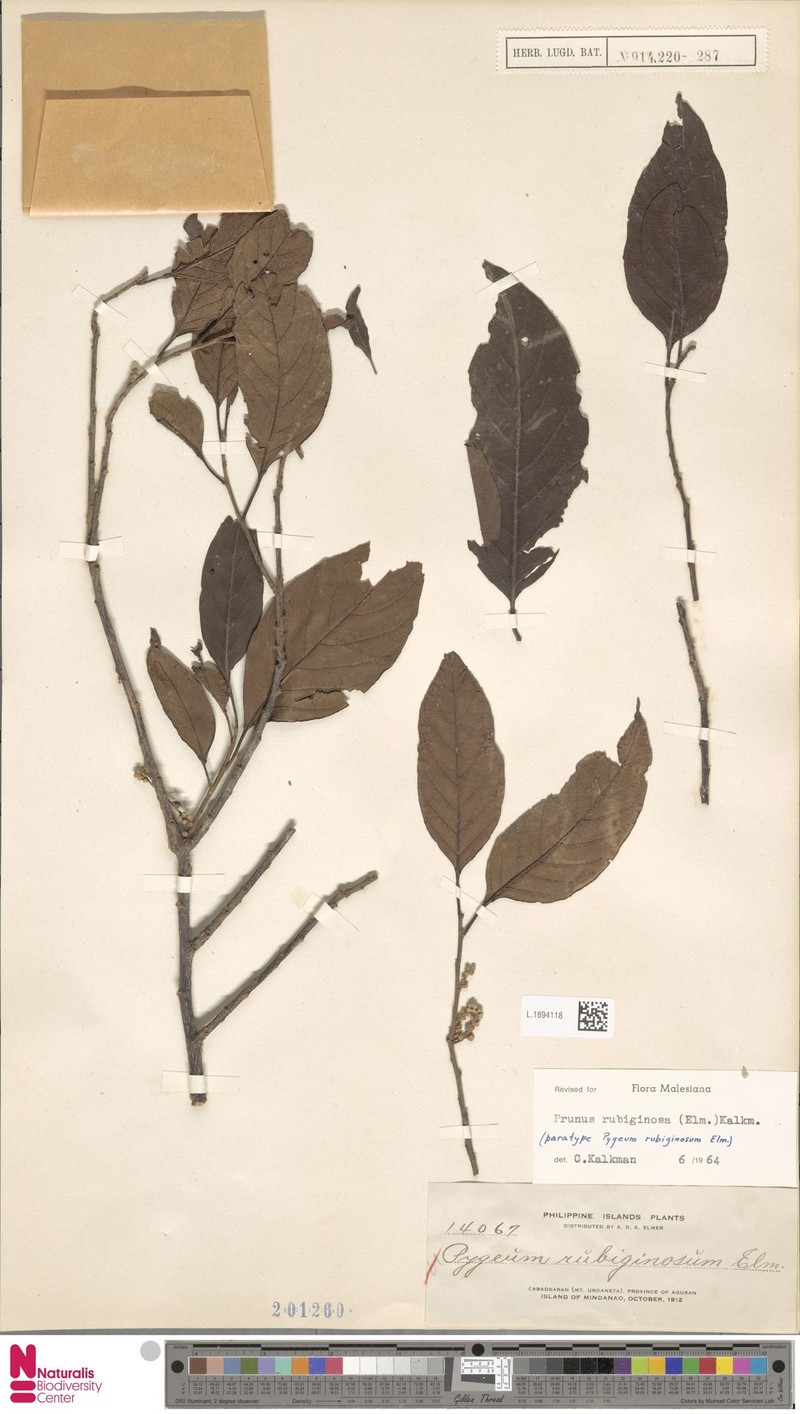 Prunus rubiginosa photo 3