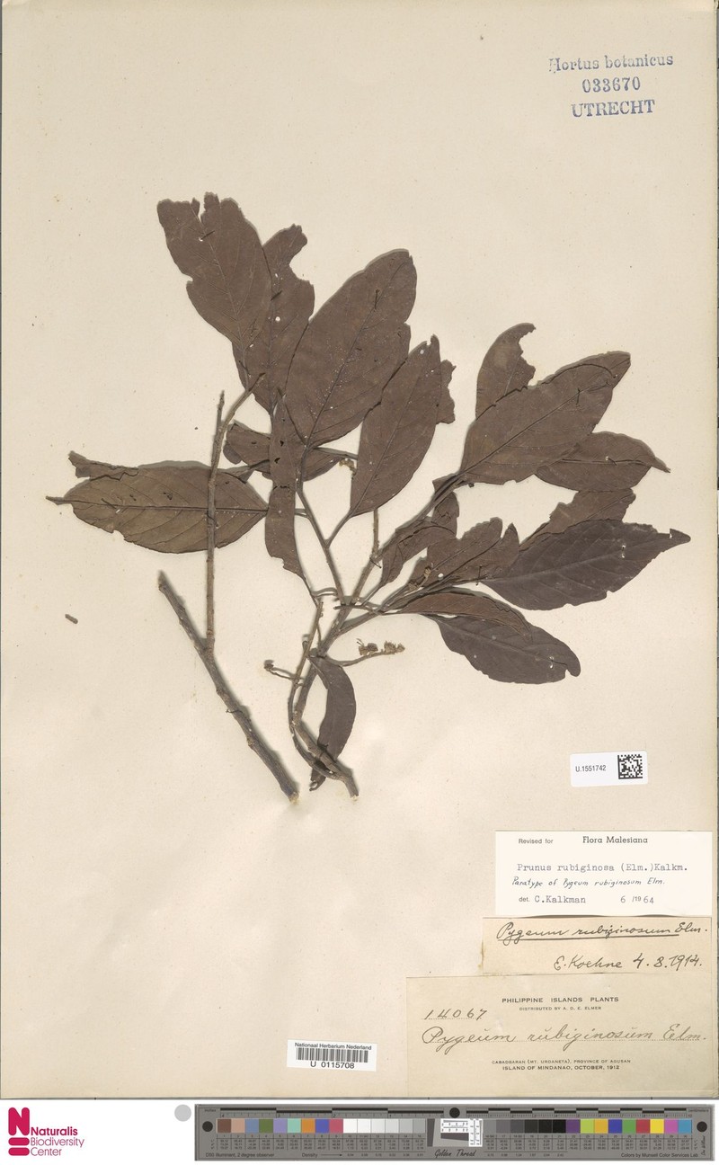 Prunus rubiginosa photo 4