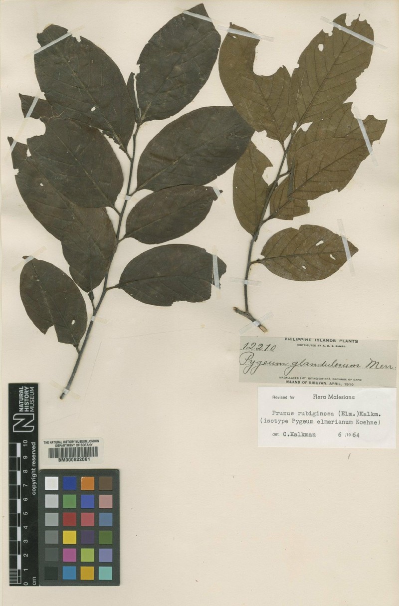 Prunus rubiginosa photo 5