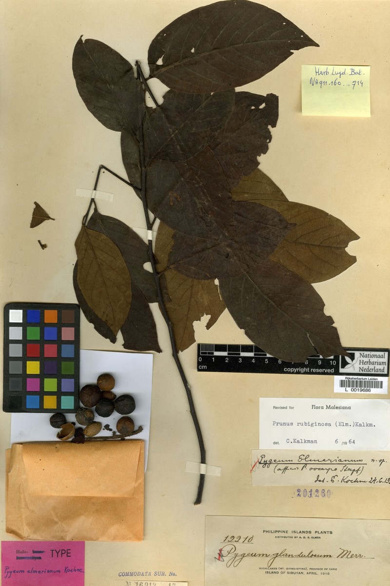 Prunus rubiginosa photo 6