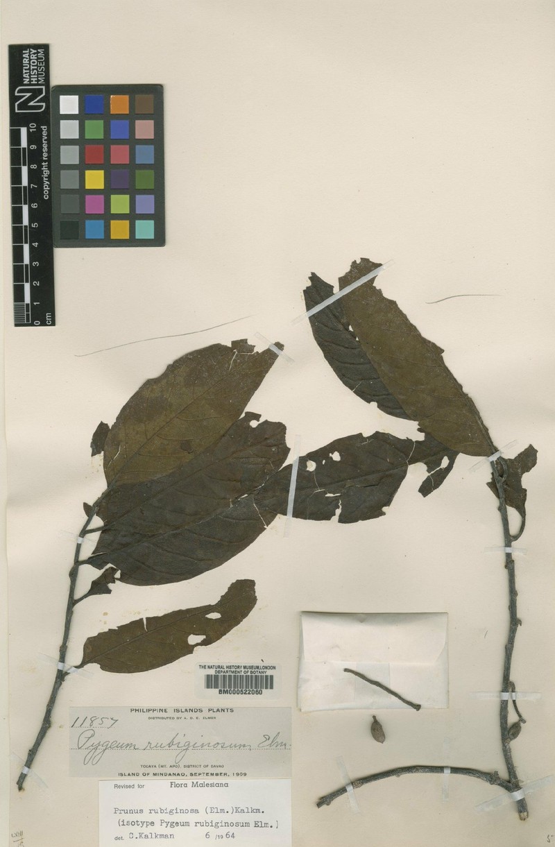 Prunus rubiginosa photo 8