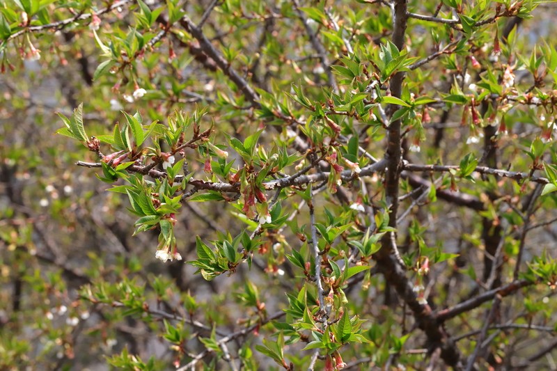 Prunus rufa