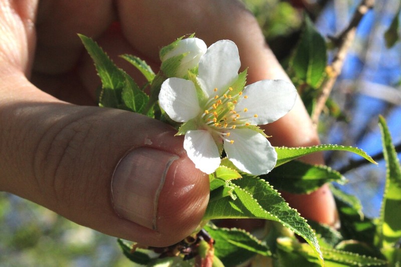 Prunus rufa photo 2