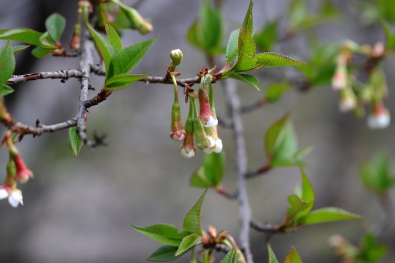 Prunus rufa photo 3