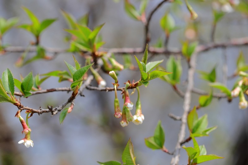 Prunus rufa photo 4