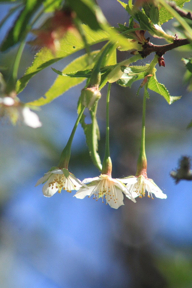 Prunus rufa photo 5