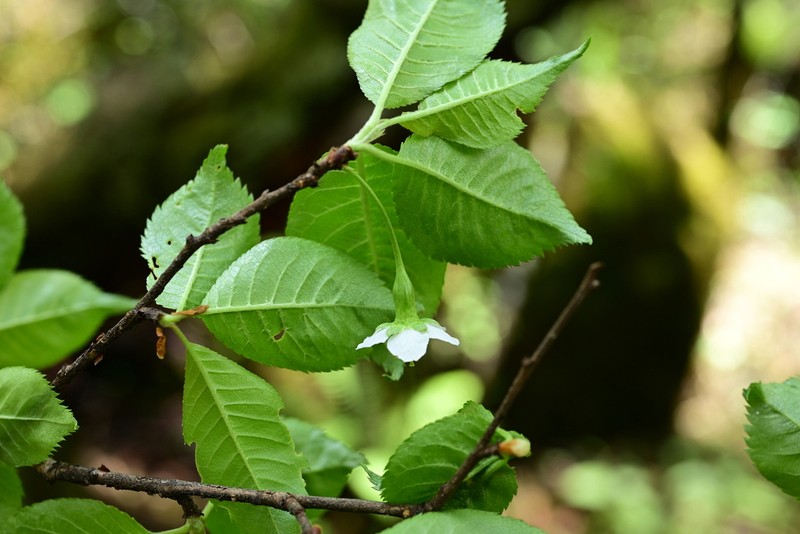 Prunus rufa photo 6